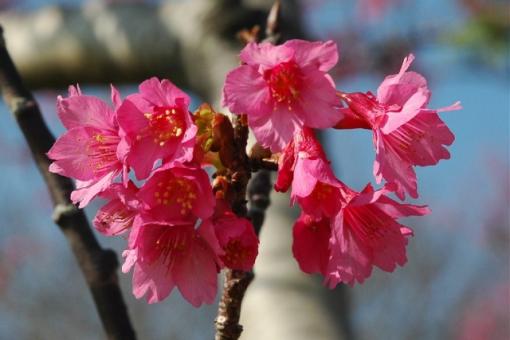 Waimea Cherry Blossom Celebrates 30 years and Japanese Culture